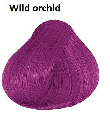 wild orchid.jpeg